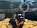 Irk ve Sağlık Garantili French Bulldog Bebekler 