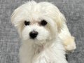 Safkan Kore Maltese Terrier