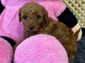 Redbrown Toy Poodle Yavruları - Irk ve Soy Garantili