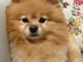 5 yaşında erkek pomeranian