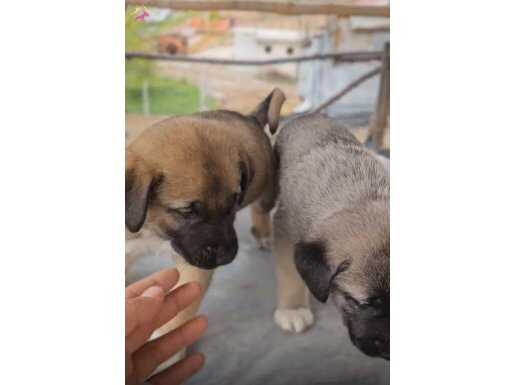 Sivas Yıldızeli kangal üretim çifliği 