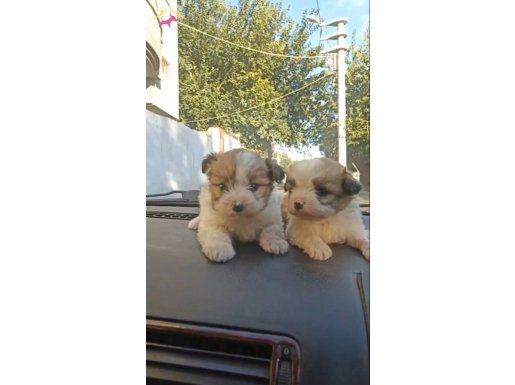 SAHİPLENDİRİLİR ücretsiz lhasa apso
