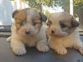 SAHİPLENDİRİLİR ücretsiz lhasa apso