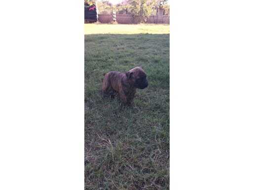 Profesörler Yeni Ailelerini Bekliyor