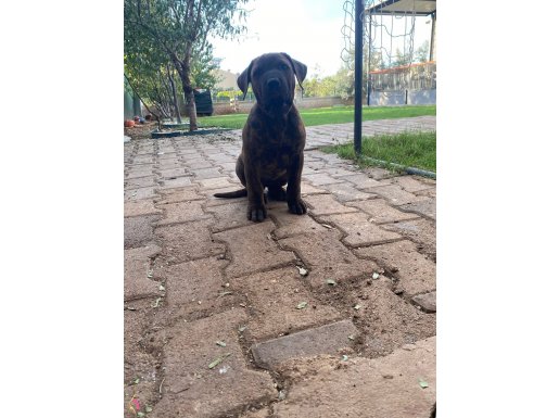 Alan Koruma Profesörü