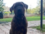 Alan Koruma Profesörü