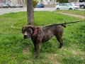 13 Aylık Dişi Presa Canario