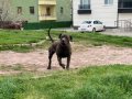 13 Aylık Dişi Presa Canario