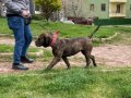 13 Aylık Dişi Presa Canario