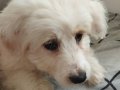 Yüzü çok şirin Maltese terrier 
