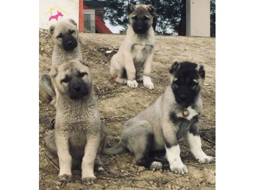 Sivas Yavru Kangal Köpeği 