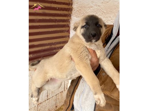Kangal yetişkin ve yavru köpek leri