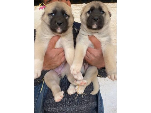 Yavru ve büyük Kangal köpekleri mevcuttur 