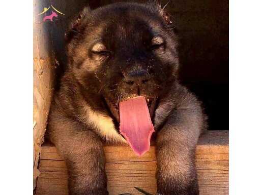 Truva Kangal yavru ve büyük köpekler le hizmet te 