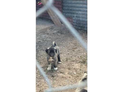 Kangal köpeği ve yavruları 
