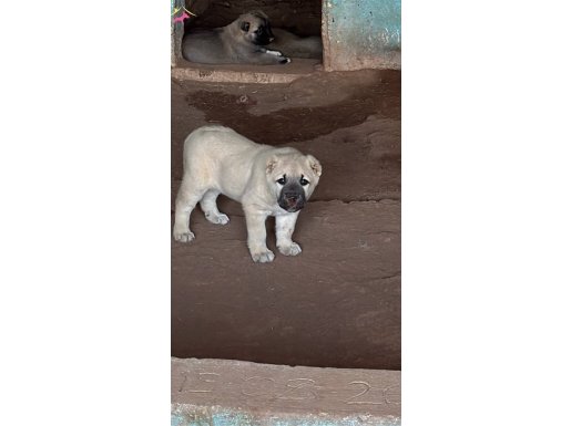 Kangal köpek Cifliği Truva Kangal 