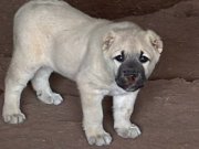 Kangal köpek Cifliği Truva Kangal 