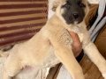 Kangal yetişkin ve yavru köpek leri