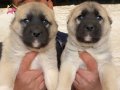 Yavru ve büyük Kangal köpekleri mevcuttur 
