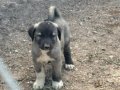 Kangal köpeği ve yavruları 