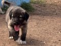 Kangal köpeği ve yavruları 