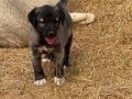 Kangal köpeği ve yavruları 
