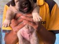 Kangal köpeği ve yavruları 