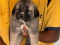 Kangal köpeği ve yavruları 