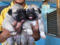 Kangal köpeği ve yavruları 