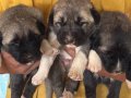 Kangal köpeği ve yavruları 