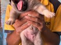 Kangal köpeği ve yavruları 