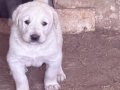 Kangal köpeği ve yavruları 