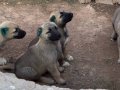 Kangal köpek Cifliği Truva Kangal 