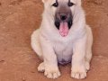 Kangal köpek Cifliği Truva Kangal 