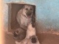 Kangal köpek Cifliği Truva Kangal 