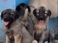 Kangal köpek Cifliği Truva Kangal 