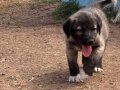 Kangal köpek Cifliği Truva Kangal 