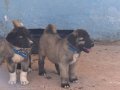Kangal köpek Cifliği Truva Kangal 