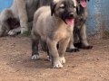 Kangal köpek Cifliği Truva Kangal 