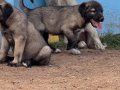 Kangal köpek Cifliği Truva Kangal 