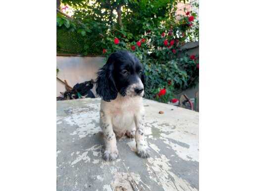 60 günluk yavru seter av köpeği 