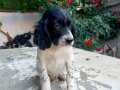 60 günluk yavru seter av köpeği 