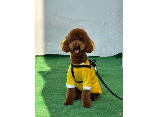 Eğitimli Poodle Erkek