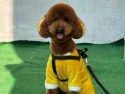 Eğitimli Poodle Erkek