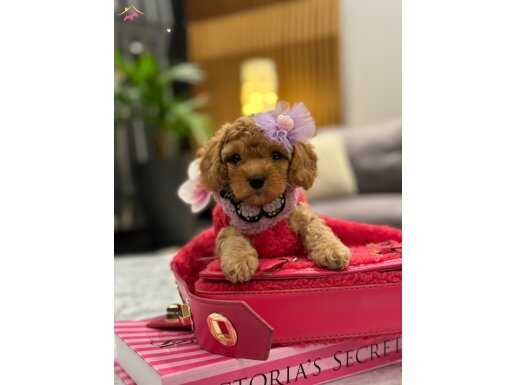 Toypoodle kızımız Tiny ile tanışın