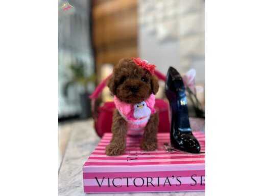 Oyuncak gibi büyümeyen Toypoodle