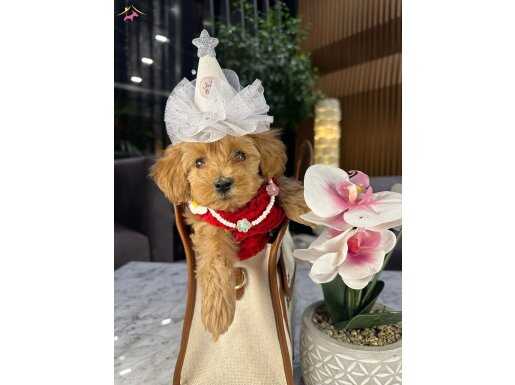 Toy poodle gibi Maltipoo bebeğim Niobe