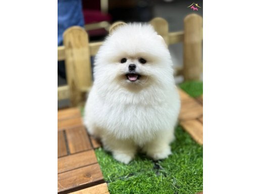 Teddy bear Garantili Güzel Kızım
