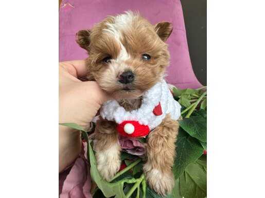 Tatlı mı Tatlı Maltipoo bebekler 