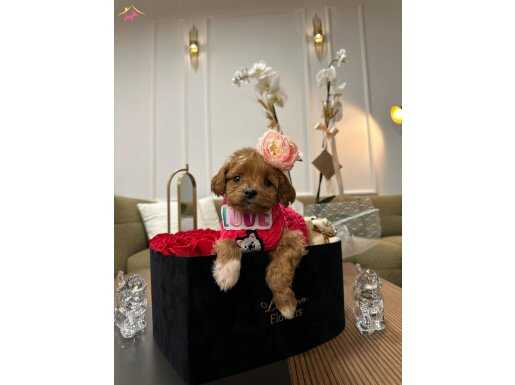 En özel Maltipoo Bebekler 
